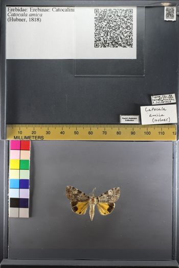 Media type: image;   Entomology 753967